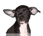 Small Chiweenie