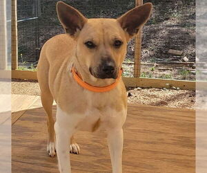 Mutt Dogs for adoption in Wedowee, AL, USA