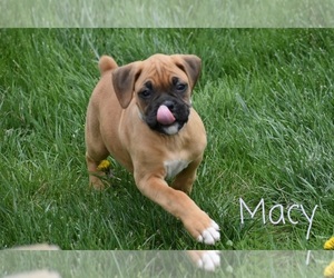 Boxer Puppy for sale in SHIPSHEWANA, IN, USA
