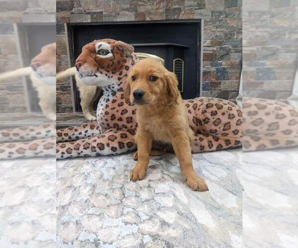 Medium Photo #10 English Cream Golden Retriever Puppy For Sale in SACRAMENTO, CA, USA