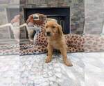 Small #9 English Cream Golden Retriever