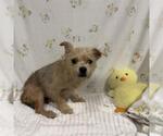 Small Cairn Terrier