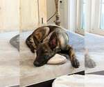 Small #5 Holland Shepherd