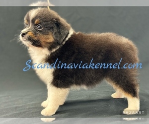 Miniature Australian Shepherd Puppy for sale in GETTYSBURG, PA, USA