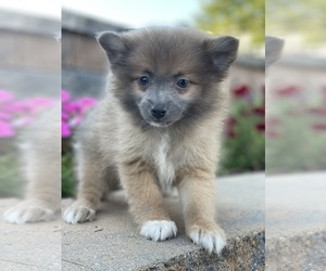 Pomeranian Puppy for sale in CANOGA, NY, USA