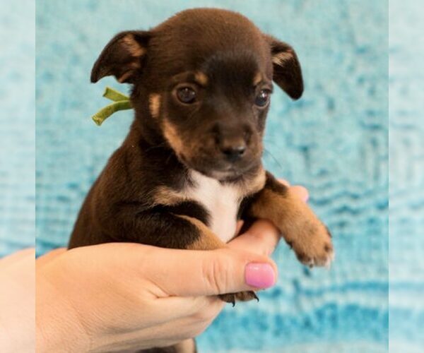 Medium Photo #1 Mutt Puppy For Sale in Spring Lake, NC, USA