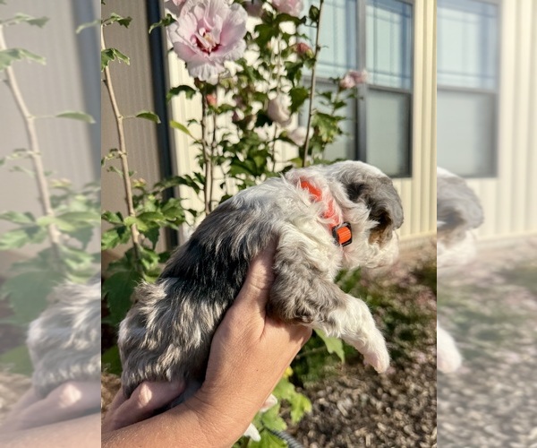 Medium Photo #5 Aussiedoodle Miniature  Puppy For Sale in ROCK HILL, SC, USA