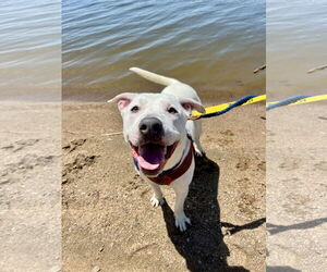 Labrador Retriever-Unknown Mix Dogs for adoption in Manchester, MO, USA