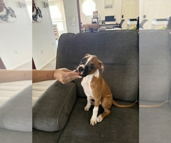 Medium Photo #4 Boxer Puppy For Sale in KISSIMMEE, FL, USA