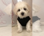 Small Maltipoo-Poodle (Standard) Mix