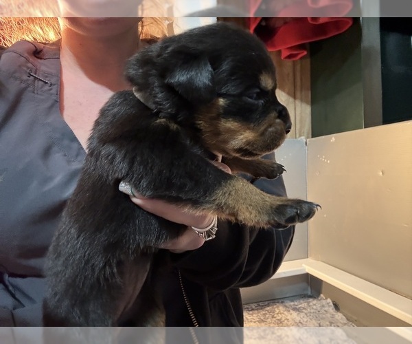 Medium Photo #22 Rottweiler Puppy For Sale in GREEN SPRINGS, OH, USA
