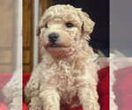 Puppy 2 Poodle (Toy)