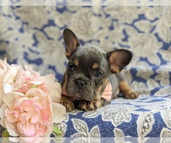 Medium Photo #9 French Bulldog Puppy For Sale in QUARRYVILLE, PA, USA