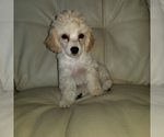 Small Photo #3 Maltipoo Puppy For Sale in LOS ANGELES, CA, USA