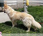 Small Photo #2 German Shepherd Dog Puppy For Sale in Phoenix, AZ, USA