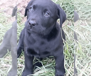 Labrador Retriever Puppy for sale in LAKEVILLE, OH, USA