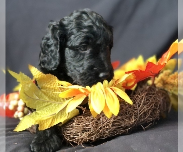 Medium Photo #14 Goldendoodle-Poodle (Miniature) Mix Puppy For Sale in VACAVILLE, CA, USA