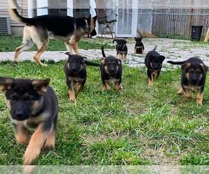 German Shepherd Dog Puppy for sale in AMHERST, NY, USA