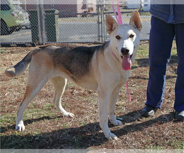 Medium Photo #2 Gerberian Shepsky Puppy For Sale in Union, WV, USA