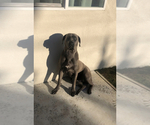 Small Photo #1 Cane Corso Puppy For Sale in NORTHRIDGE, CA, USA