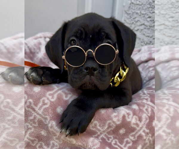 Medium Photo #2 Mutt Puppy For Sale in Goodyear, AZ, USA