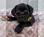 Small #1 Mutt