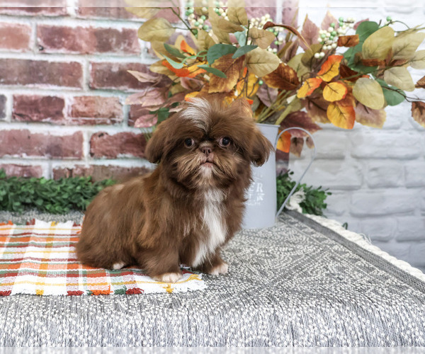 Medium Photo #5 Shih Tzu Puppy For Sale in SYRACUSE, IN, USA
