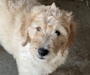 Goldendoodle Puppy for sale in VALENCIA, CA, USA