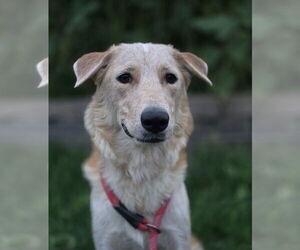 Golden Retriever-Unknown Mix Dogs for adoption in Lakewood, CO, USA