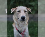 Small Golden Retriever Mix