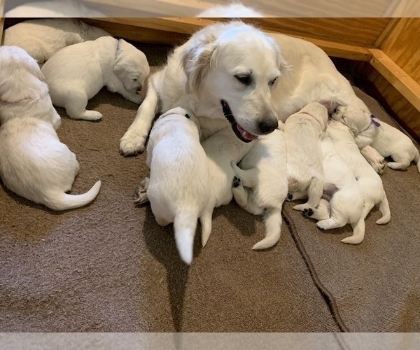 Medium Photo #13 English Cream Golden Retriever Puppy For Sale in MARSHFIELD, WI, USA