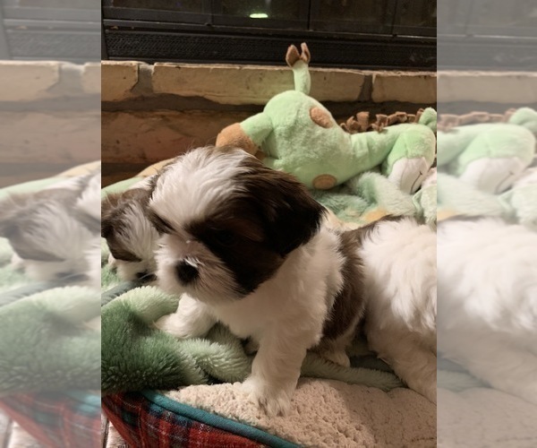 Medium Photo #6 Shih Tzu Puppy For Sale in GRAVOIS MILLS, MO, USA