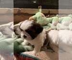 Small Photo #6 Shih Tzu Puppy For Sale in GRAVOIS MILLS, MO, USA