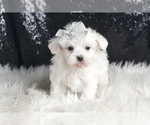 Puppy Sirius Maltese