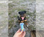 Small Photo #3 Rottweiler Puppy For Sale in Miami, FL, USA