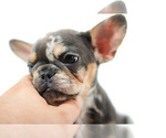 Small Photo #6 French Bulldog Puppy For Sale in GAINESVILLE, FL, USA