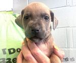 Small #1 Labrador Retriever Mix