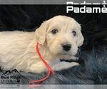 Small Photo #25 Goldendoodle Puppy For Sale in COLONIAL HEIGHTS, TN, USA