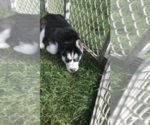 Small Photo #1 Siberian Husky Puppy For Sale in BROCKTON, MA, USA