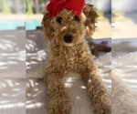Goldendoodle - Female Goldendoodle (Miniature) Puppy for Sale - Photo #7