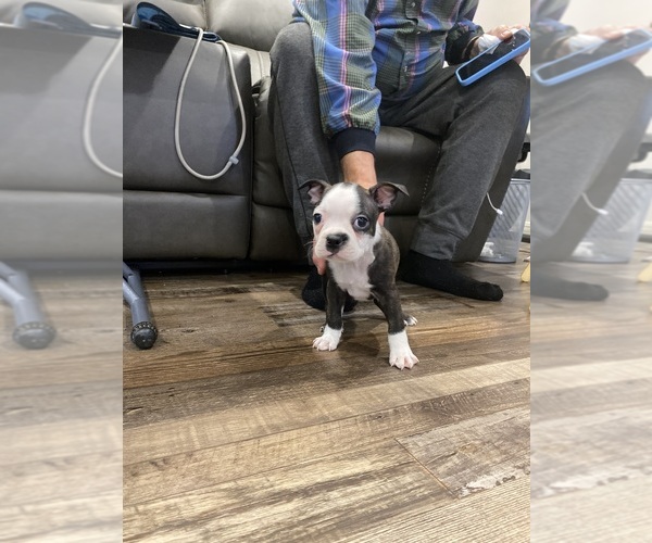Medium Photo #5 Boston Terrier Puppy For Sale in FREDONIA, KS, USA