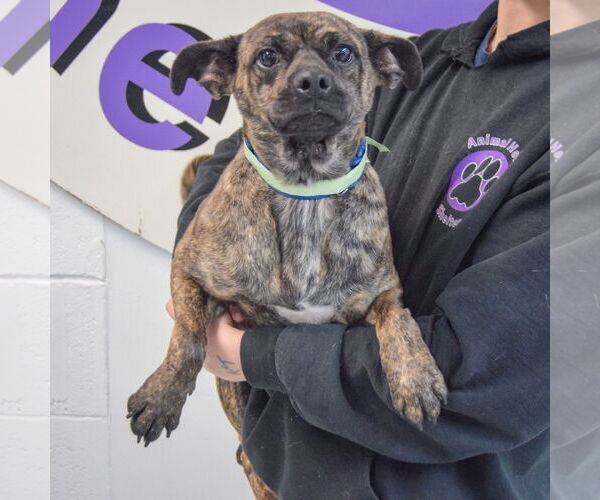 Medium Photo #3 Buggs Puppy For Sale in Huntley, IL, USA