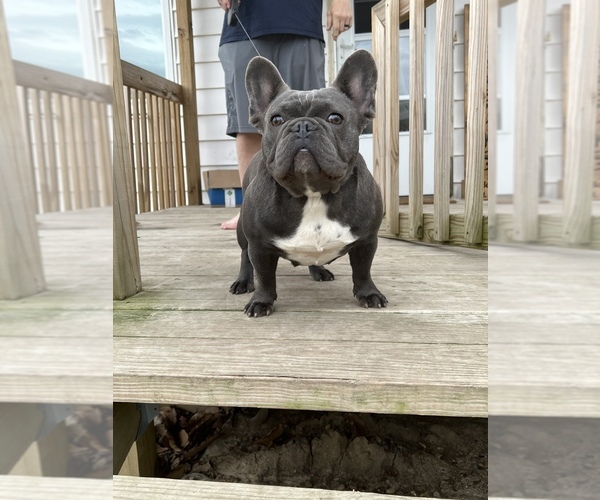 Medium Photo #1 French Bulldog Puppy For Sale in LYONS, IN, USA