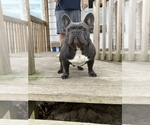 Small Photo #1 French Bulldog Puppy For Sale in LYONS, IN, USA