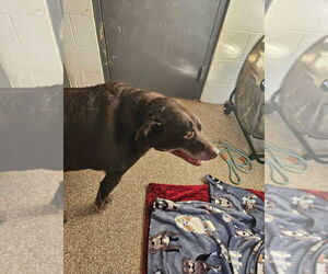 Labrador Retriever Dogs for adoption in Maryville, TN, USA