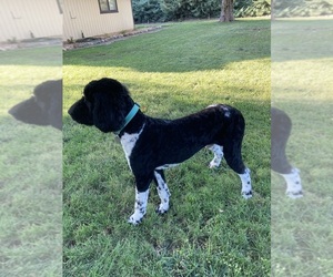 Poodle (Standard) Puppy for sale in BUTTE CITY, CA, USA