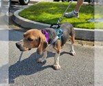 Small Photo #3 Beagle Puppy For Sale in Potomac, MD, USA