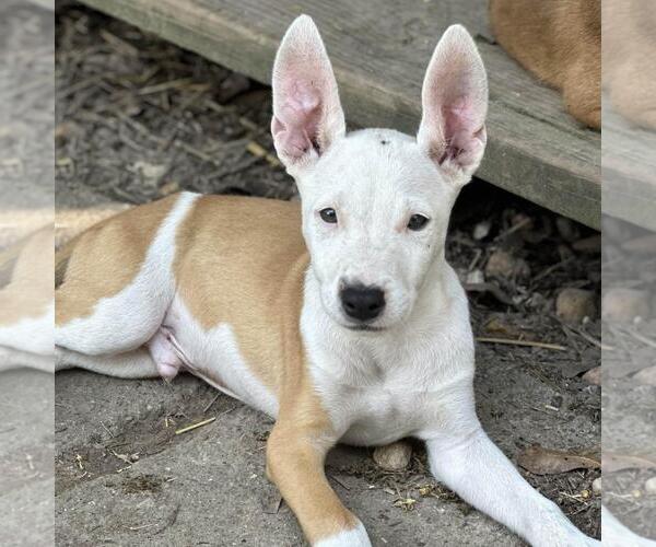 Medium Photo #3 Labrador Retriever-Unknown Mix Puppy For Sale in Yardley, PA, USA