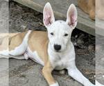 Small #2 Labrador Retriever Mix