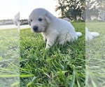 Small Photo #7 Great Pyrenees-Newfoundland Mix Puppy For Sale in ORLANDO, FL, USA